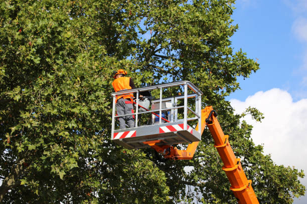 How Our Tree Care Process Works  in  Okanogan, WA