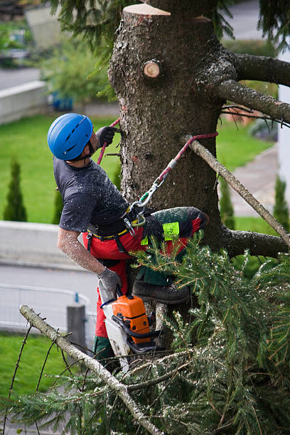 Leaf Removal in Okanogan, WA