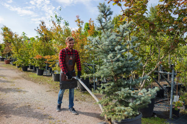 Professional Tree Services in Okanogan, WA