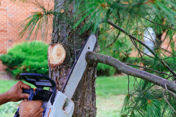 Best Palm Tree Trimming  in Okanogan, WA